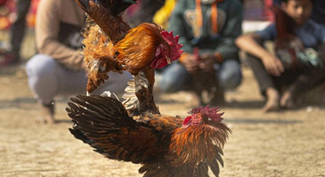 Hayvanları koruma derneğine horoz dövüşü baskını