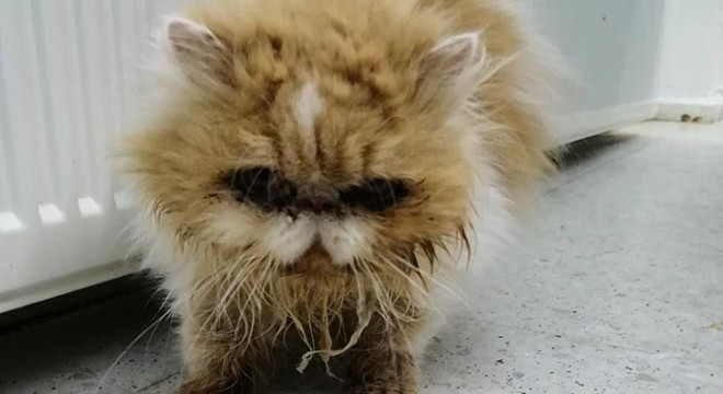 Hayvanları pet shopa kilitleyen iş yeri sahibine para cezası