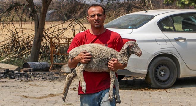 Hayvanlarından geri 2 inek, 1 koyun ve 2 kuzu kaldı