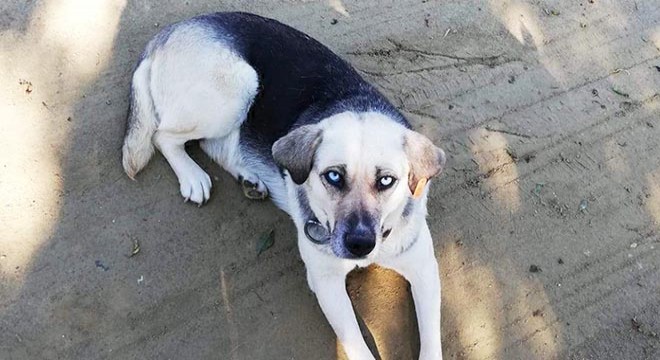 Hayvanseverin baktığı sokak köpekleri tüfekle vuruldu