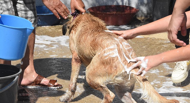 Hayvanseverler, barınaktaki köpekleri yıkadı