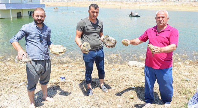 Hayvanseverler, kaplumbağalar için seferber oldu