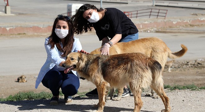 Hayvanseverler, yasak öncesi sokak hayvanlarını unutmadı