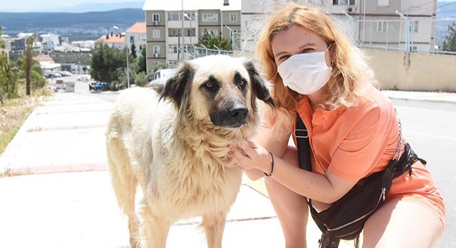 Hayvanseverlerden köpeğe şiddete tepki
