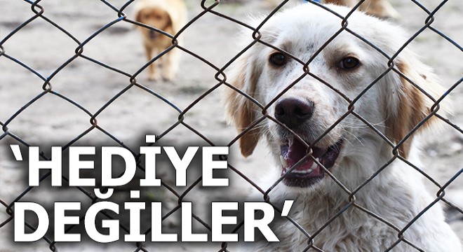 Hayvanseverlerden hediye köpek tepkisi