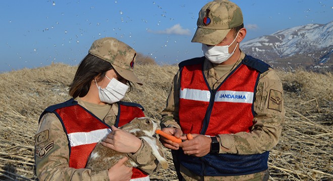 Hazar Gölü adacığındaki tavşanlarıjandarma besliyor