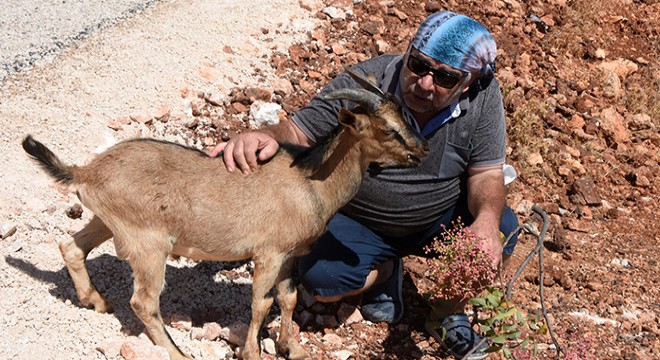 Her birine isim verdiği yeni ırk keçilerine gözü gibi bakıyor