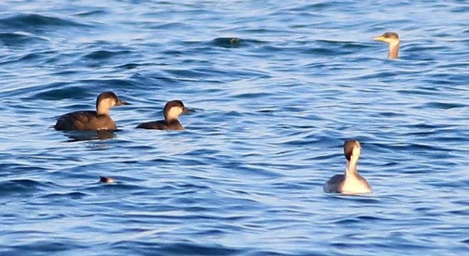 Hersek Lagünü'nde kuş türü sayısı 249'a yükseldi