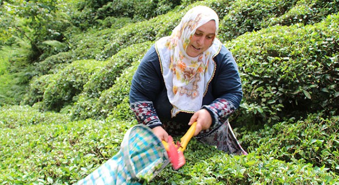 Heyelanın izleri arasında çay hasadı başladı