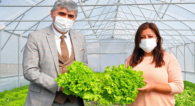 Hibeyle kurduğu serasından ilk marullarını topladı