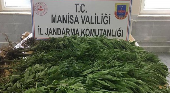 Hint keneviri yetiştiren Suriyeli 2 kişiye gözaltı