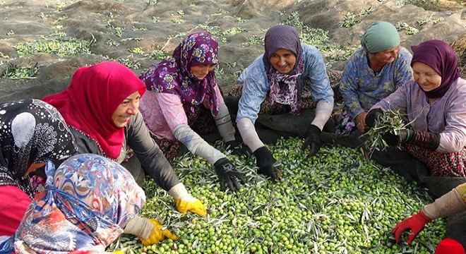 Hırsızlar tonlarca zeytini çaldı