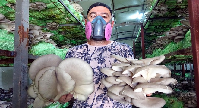 Hobi olarak başladığı mantar üretimi, yeni mesleği oldu