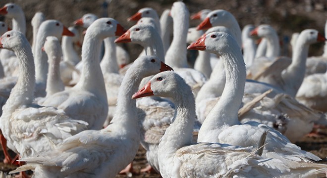 Hobi için beslediği kazlarla çiftlik kurdu