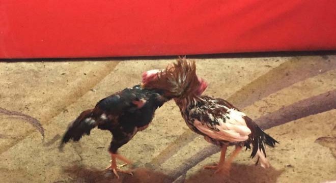 Horoz dövüşü yaptıranlara 76 bin lira para cezası