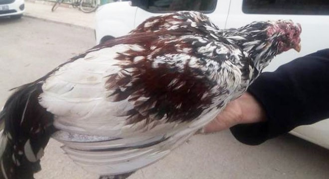 Horoz hırsızı yakalandı