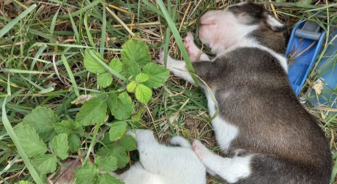 Hurdacıların çıkardığı yangında 4 köpek öldü