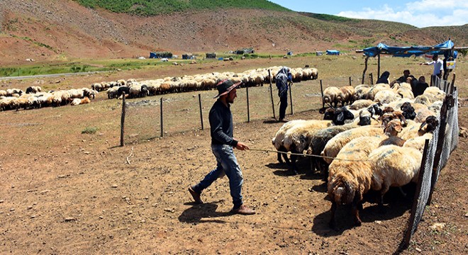 Huzurun sağlandığı yaylalar, hayvan sürüleriyle renklendi