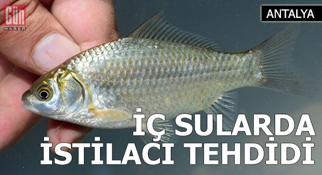 İç sular da 'istilacı' tehdidi altında