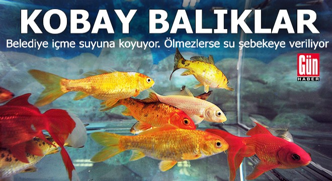 İçme suyu, akvaryumdaki balıklara emanet