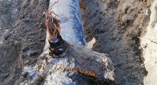 İçme suyu hattından 5 metrelik kunduz çıktı