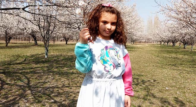 Iğdır'da kayısı ağaçları, çiçek açtı