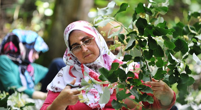 Ihlamur ormanlarında hasat başladı