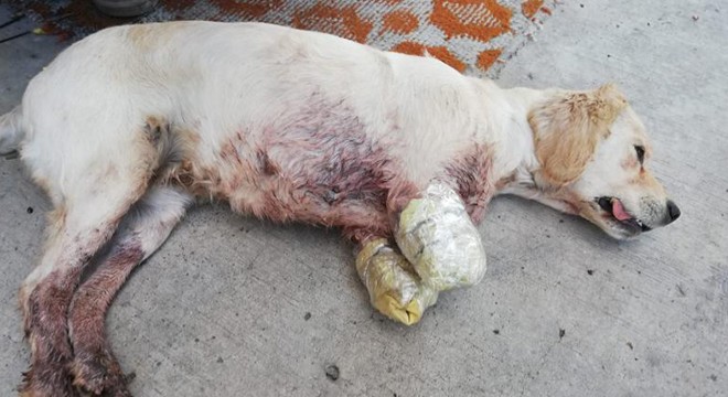 İki bacağı kesilmiş halde yavru köpek bulundu