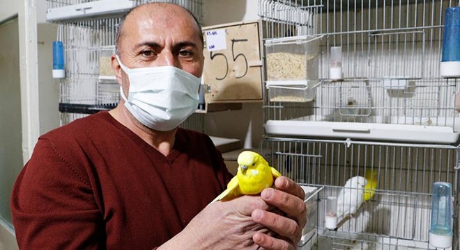 İki çift ile başladı, 50 muhabbet kuşu oldu