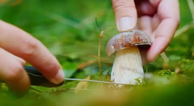 İki kardeşiyle gittiği ormanda kayboldu