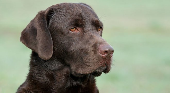 İkiz bebekler Labrador saldırısında öldü