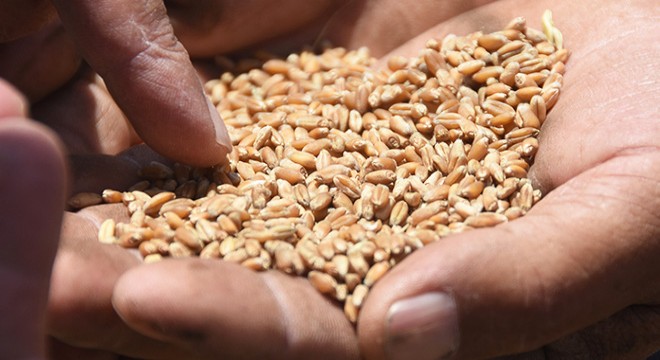 İklim değişikliği, hasat dönemini etkilemeye başladı