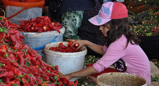 İlçedeki 7 bin kişinin geçimi kırmızı acı biberden