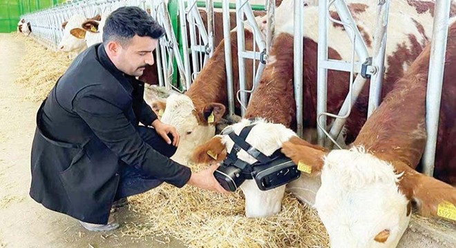 İlginç fikir: Sanal gözlükle süt verimi 5 litre arttı