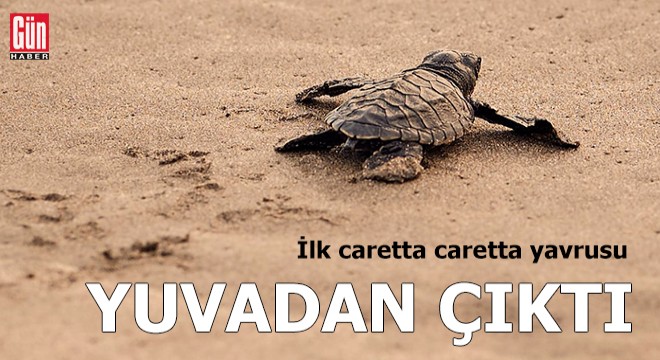İlk caretta caretta yavrusu, İztuzu'nda yuvadan çıktı