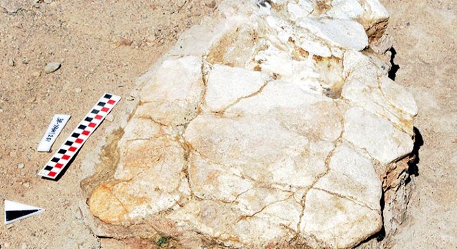 İlk kez 7,5 milyon yıllık kaplumbağa fosili bulundu