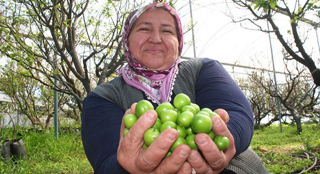 İlk erik hasadı yapıldı, kilosu 250 liraya satıldı