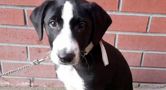 İlkokulun kayıp köpeği 'Zeytin' bulundu