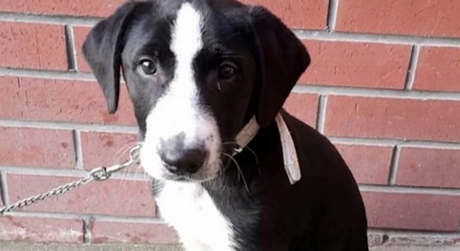 İlkokulun kayıp köpeği  Zeytin  bulundu