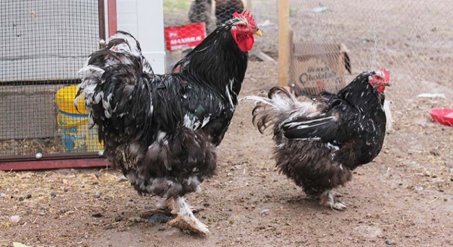 İmam, 25 süs tavuğu besliyor