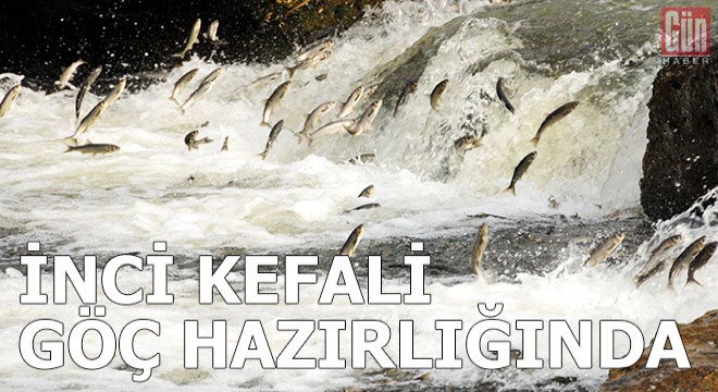 İnci kefali göç hazırlığında