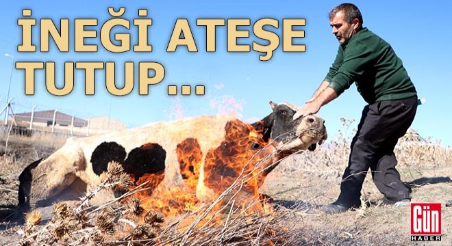 İneği ateşe tutup...