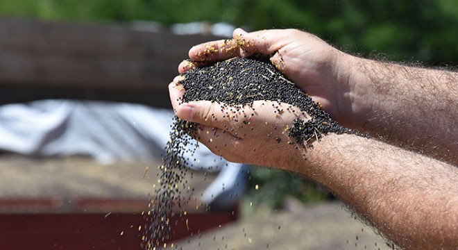 İnegöl'de kanola hasadına başlandı