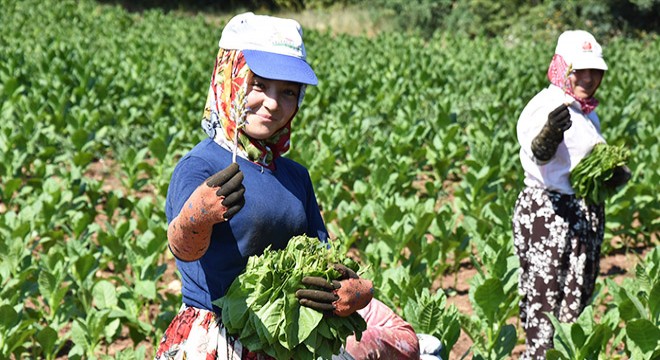 İnegöl'de tütün hasadı başladı