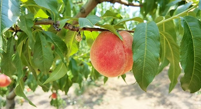 İnegöl de hasadına başlanan şeftalide rekolte düştü