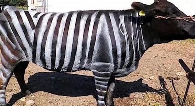 İnekleri zebra gibi boyadılar