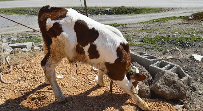 İnekteki ay yıldız, buzağıdaki kalp figürü şaşırtıyor