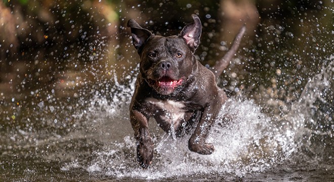 İngiltere’de tehlikeli köpek ırklarının yasaklanması gündemde