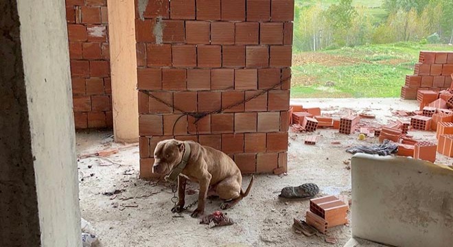 İnşaatta bulunan Pitbull, barınağa götürüldü