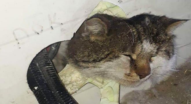 İnşaatta mahsur kalan kediyi itfaiye kurtardı